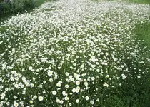 IMG_2260.webp