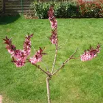 pfirsichbaum.webp