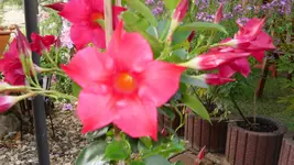garten 2009 024.webp