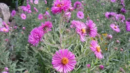 garten 2009 026.webp