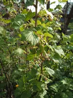 Garten 110.webp