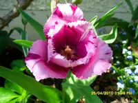 SDC11141.webp