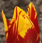 Kopie von Garten 104.webp