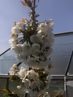 HPIM4265.webp
