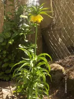 HPIM4318.webp