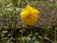 HPIM4320.webp