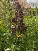HPIM4322.webp