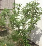 CIMG2065_A.webp