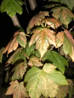 CIMG7644.webp