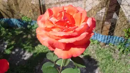garten 2009 003.webp