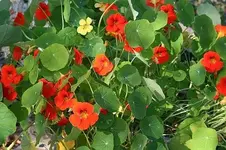 Kresse_4_250808_klein.webp