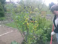 Goldbeere - 27.04.2010.webp