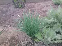 Osterglocken frische Knospen - 27.04.2010.webp