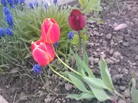 Tulpen - 27.04.2010.webp