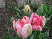 IMG_4083_1024x768.webp