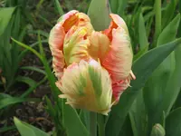 IMG_4124_1024x768.webp