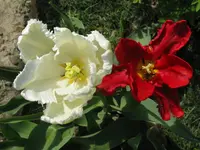 IMG_4179_1024x768.webp