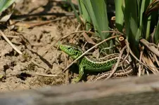 IMG_7977_1.webp