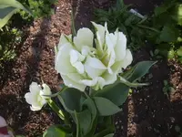 28.04.2010 029.webp