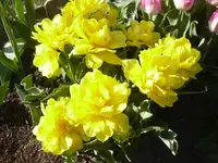 28.04.2010 033.webp