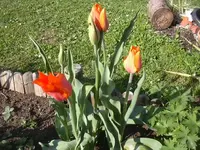 28.04.2010 036.webp