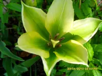 SDC11125.webp