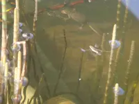 Molchdunkelgrau2244.webp