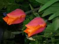 DSCI0874.webp