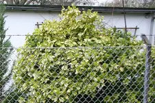 IMG_8624-1.webp