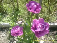 JD800001.webp