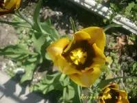 21855.webp