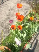 21856.webp
