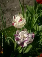 21857.webp