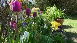 K800_Tulpen.webp