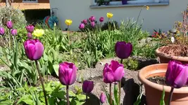 K800_Tulpen (2).webp