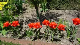 K800_Tulpen (3).webp