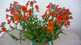 K800_Nemesie.webp