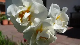 K800_Narzisse.webp