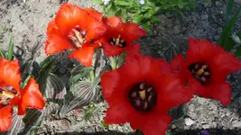 K800_28.4 086.webp