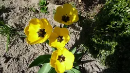 K800_gelbe Tulpe.webp