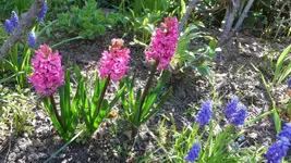 K800_Hyazinthen.webp