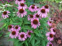 100_2080_600_450.webp