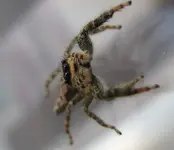 Spinne_1.webp