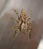 Spinne_2.webp