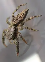 Spinne_3.webp