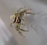 Spinne_4.webp