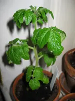 IMG_0499.webp