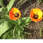 CIMG2063_A.webp