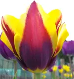 021.webp