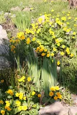 IMG_0010.webp IMG_0010.webp